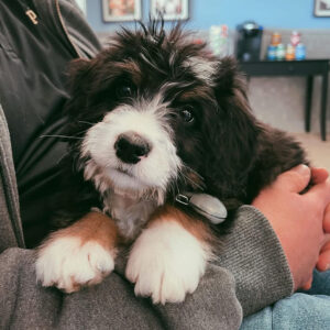 Daily Dog