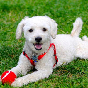 Daily Dog