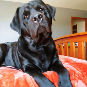 Daily Dog