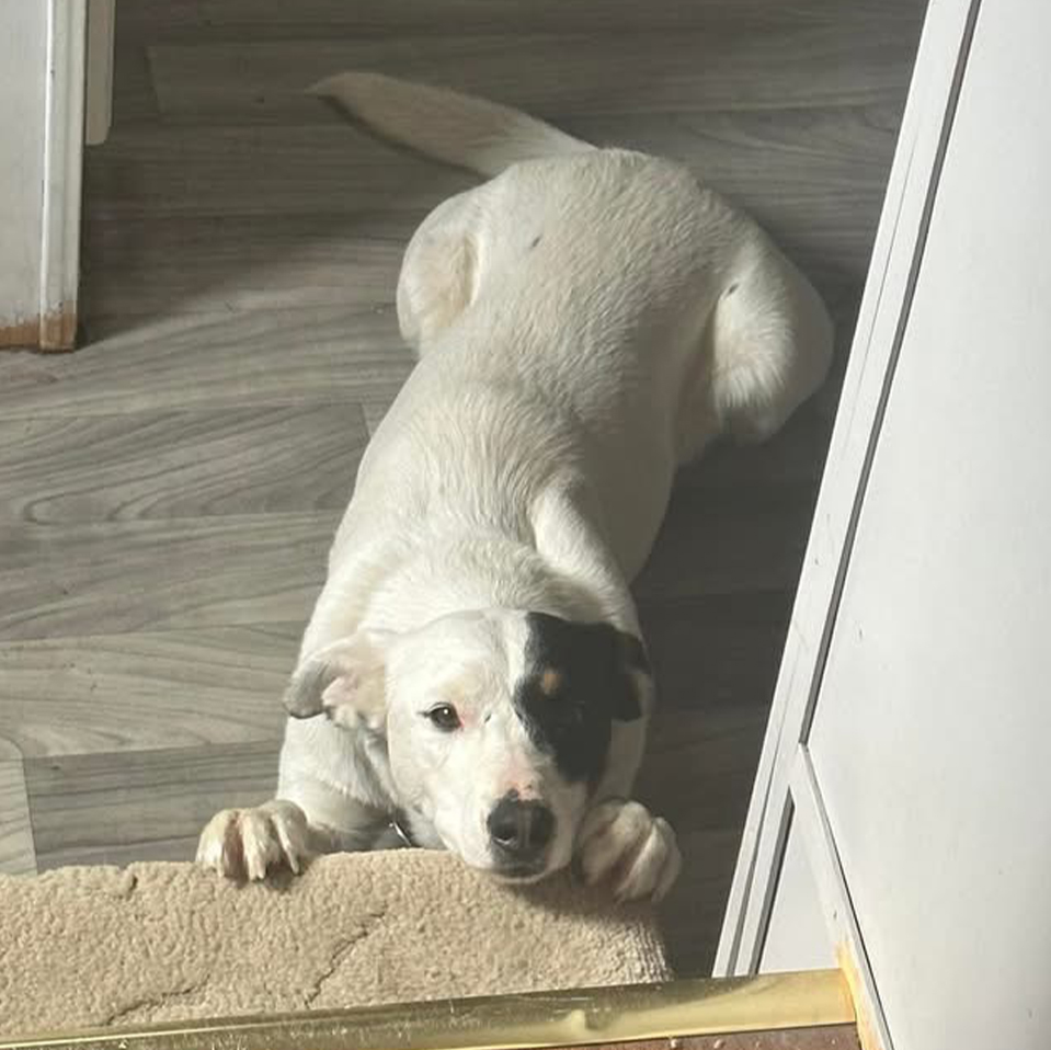 Daily Dog