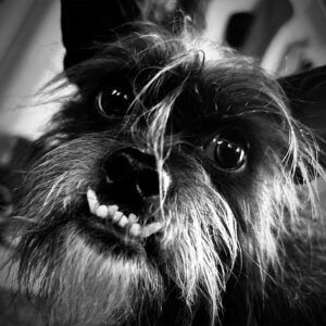Daily Dog