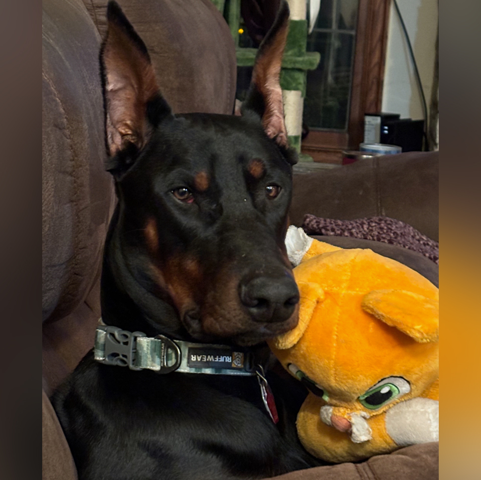 Daily Dog