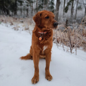 Daily Dog