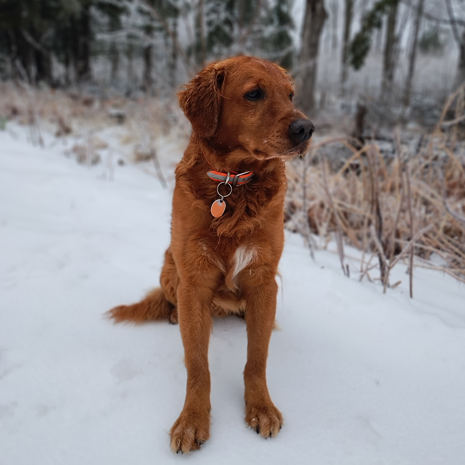 Daily Dog