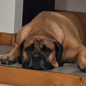Daily Dog
