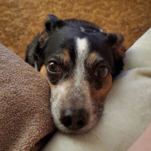 Daily Dog