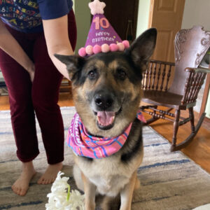 Daily Dog