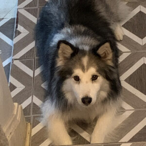 Daily Dog