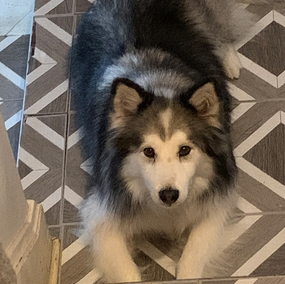 Daily Dog