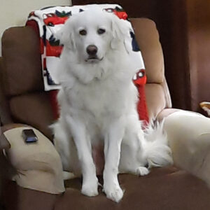 Daily Dog