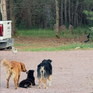 Daily Dog