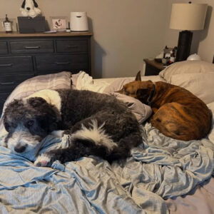 Daily Dog
