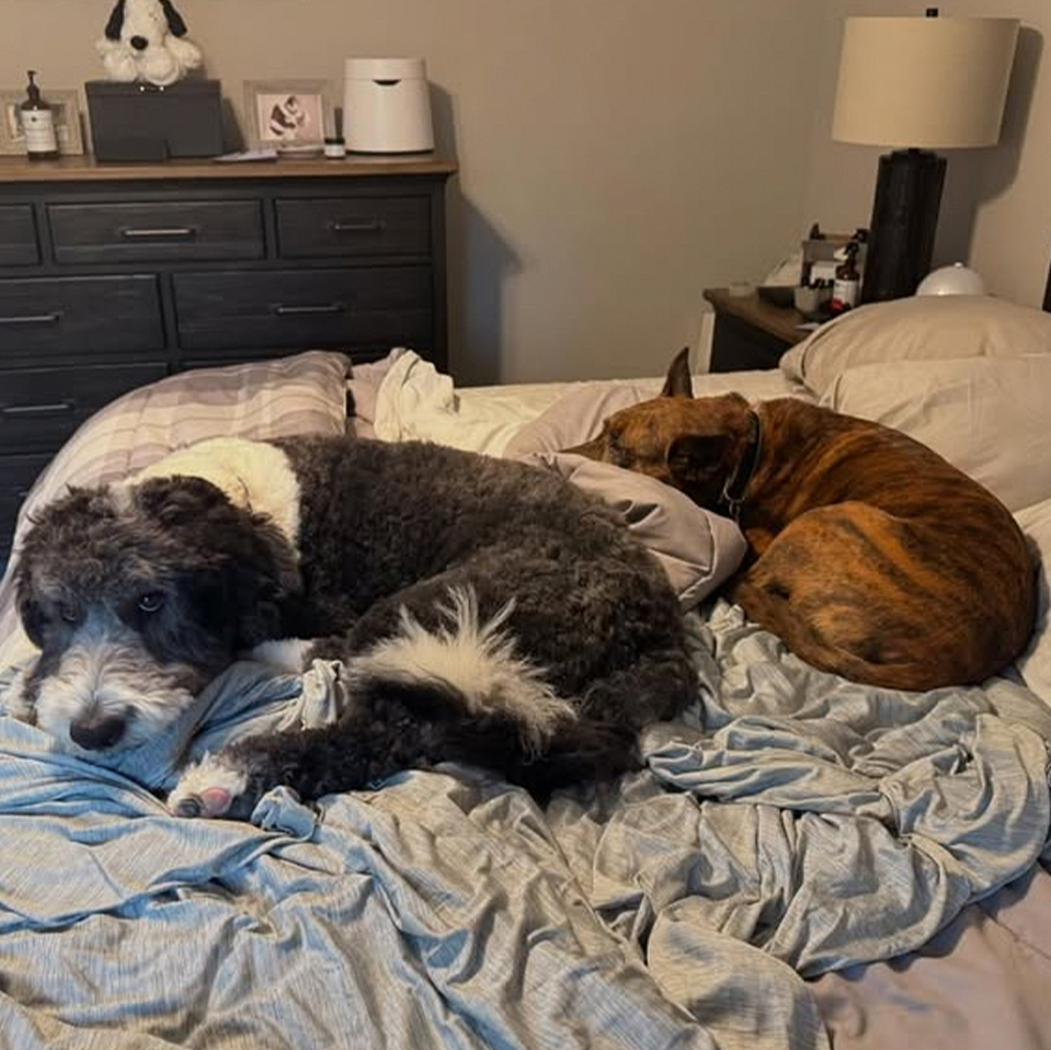 Daily Dog