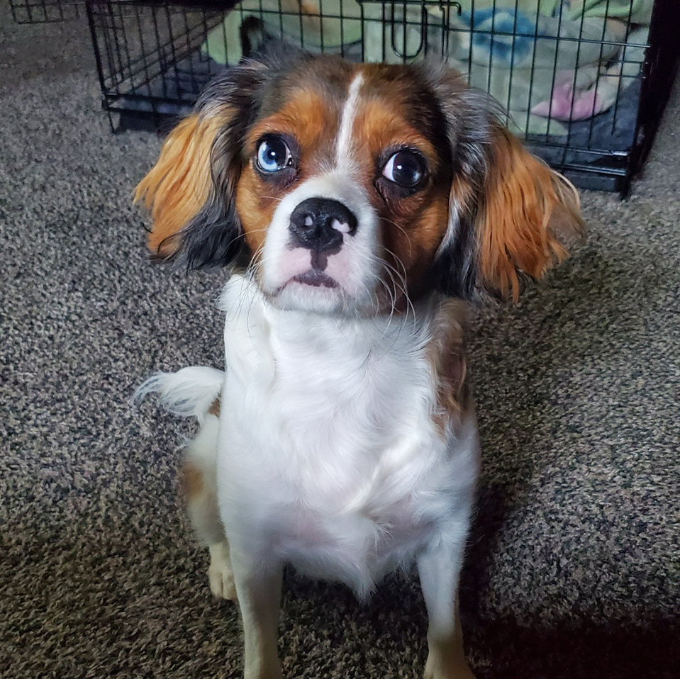 Daily Dog