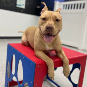 Daily Dog