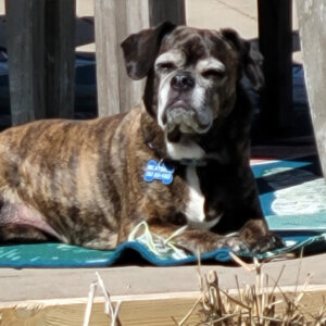 Daily Dog