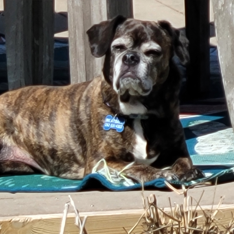 Daily Dog