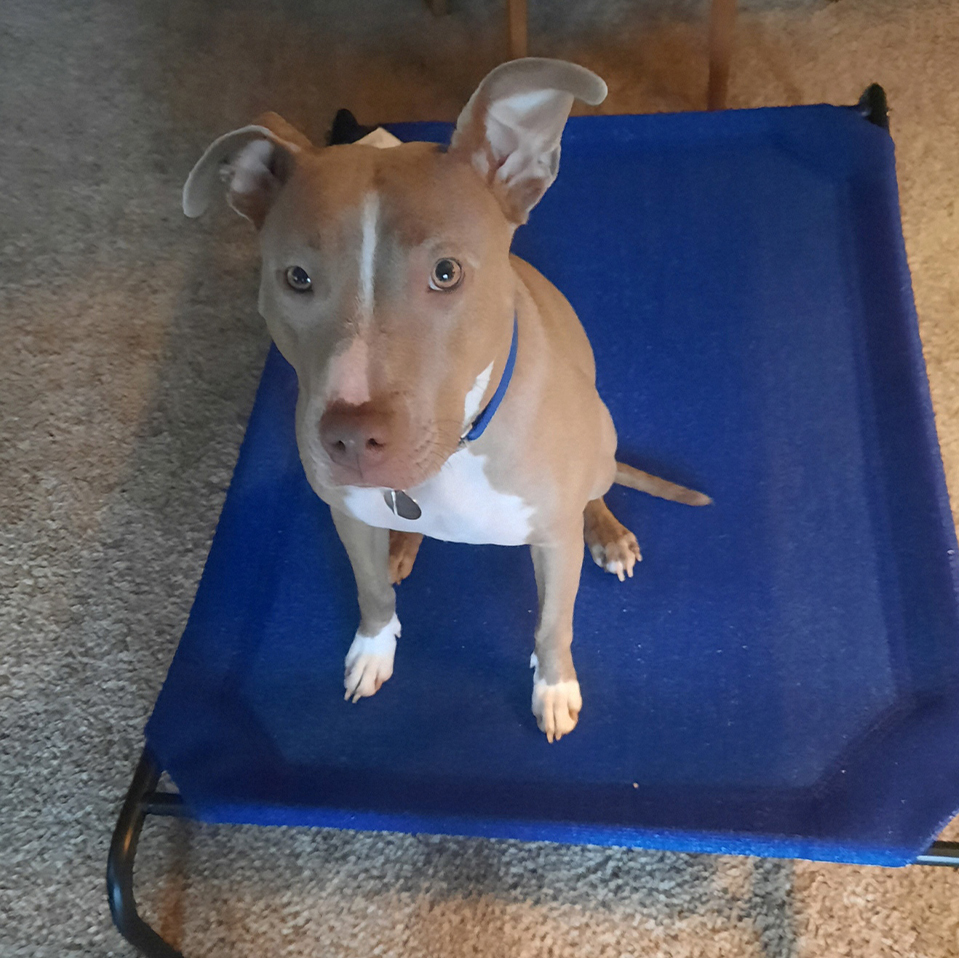 Daily Dog