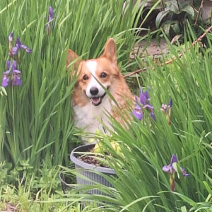 Daily Dog