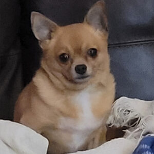 Daily Dog
