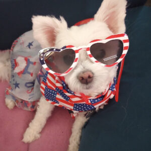 Daily Dog