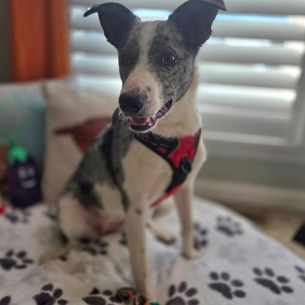 Daily Dog