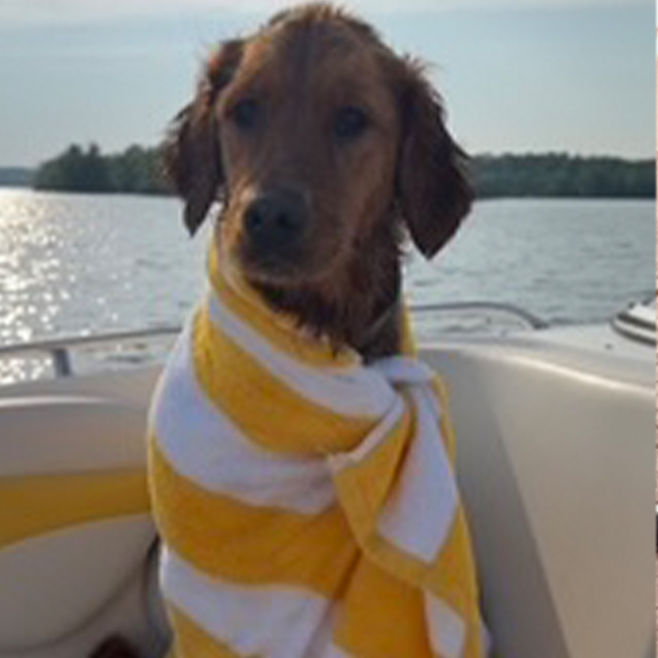 Daily Dog