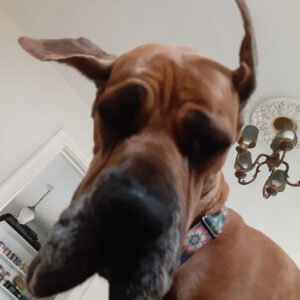 Daily Dog