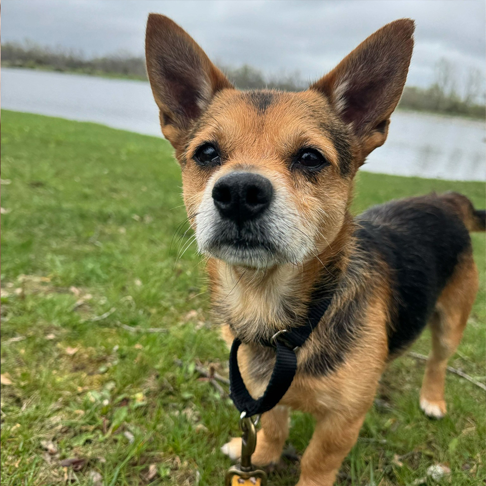 Daily Dog