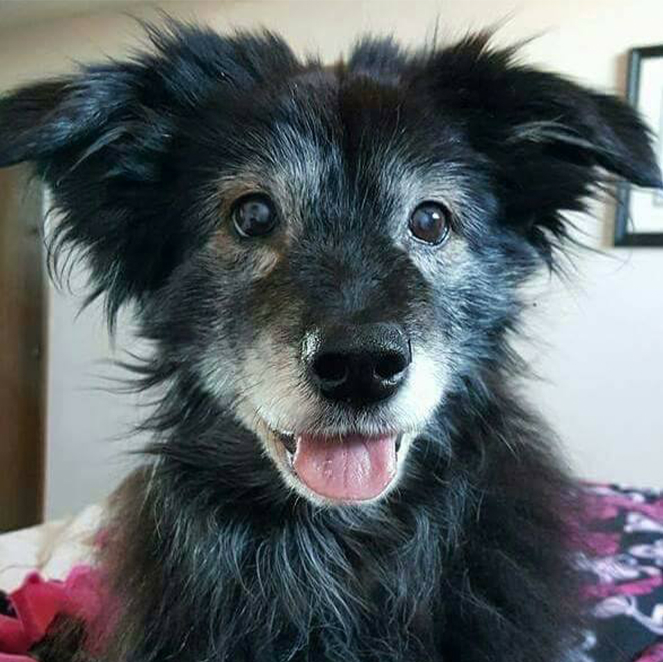 Daily Dog