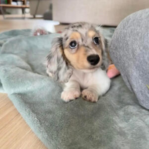 Daily Dog