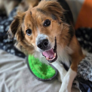 Daily Dog