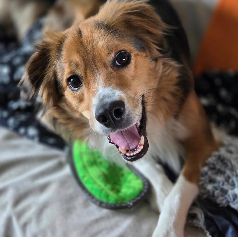 Daily Dog