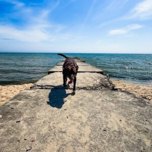 Daily Dog