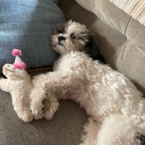 Daily Dog