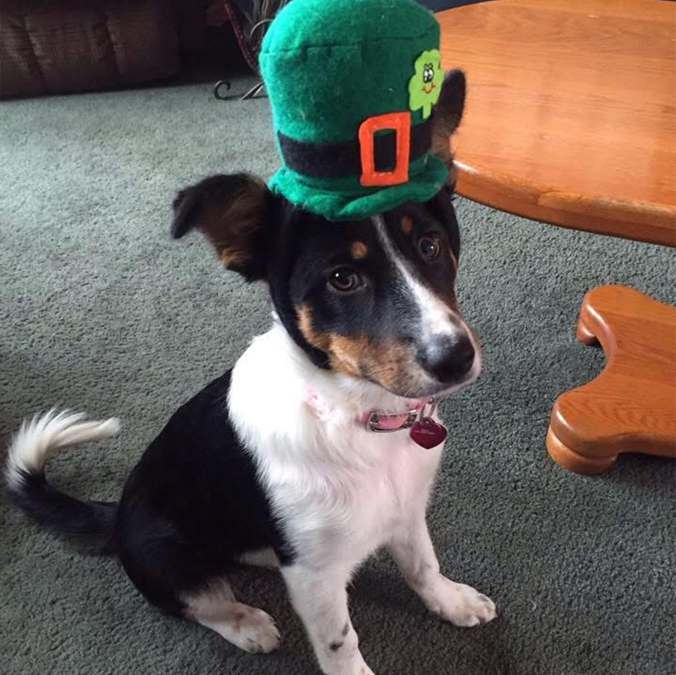 Daily Dog