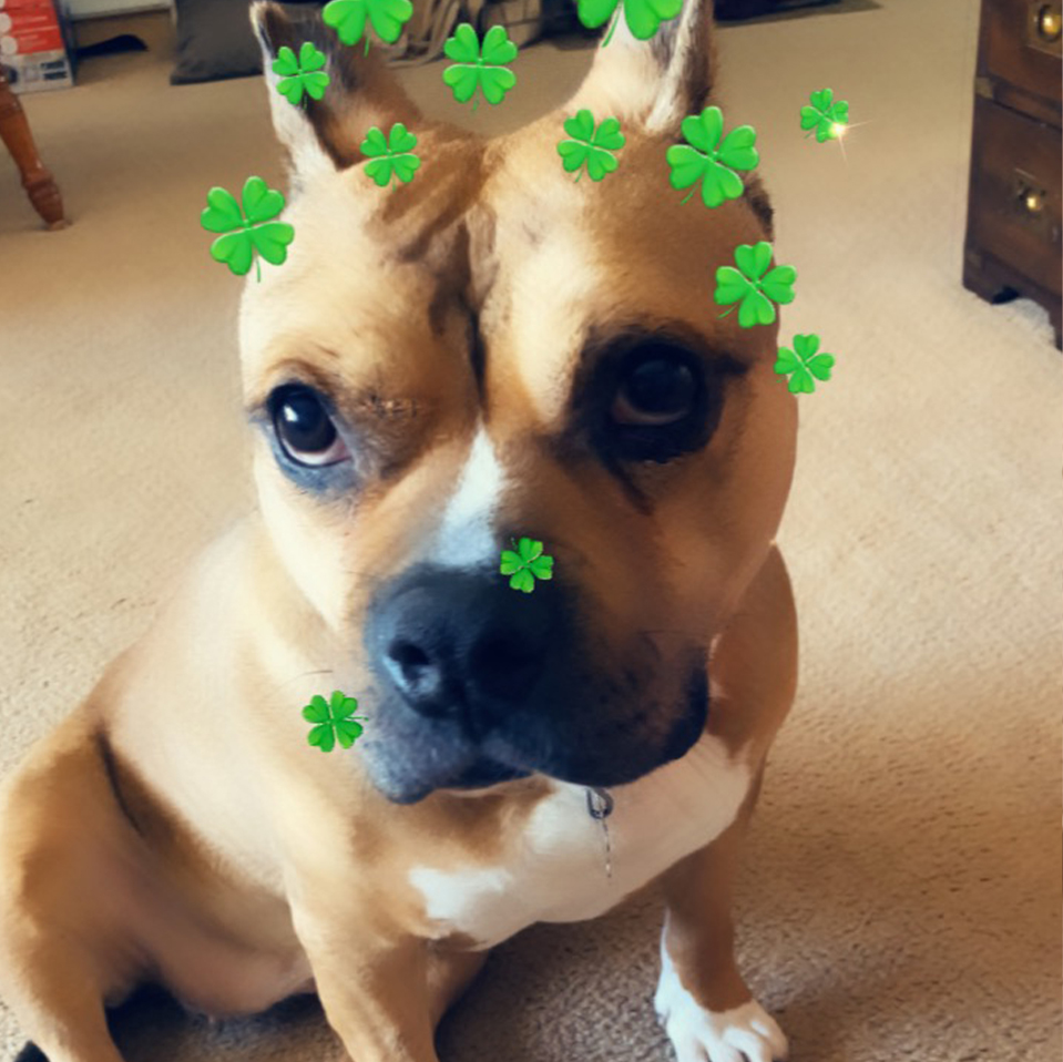 Daily Dog