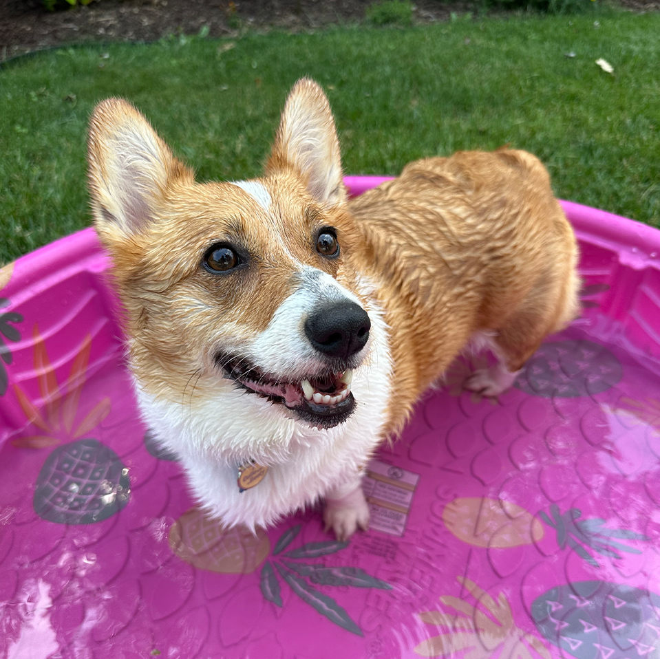 Daily Dog