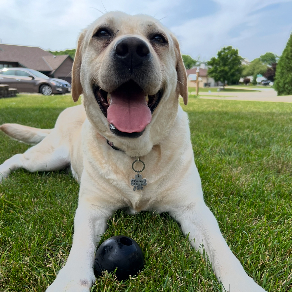 Daily Dog