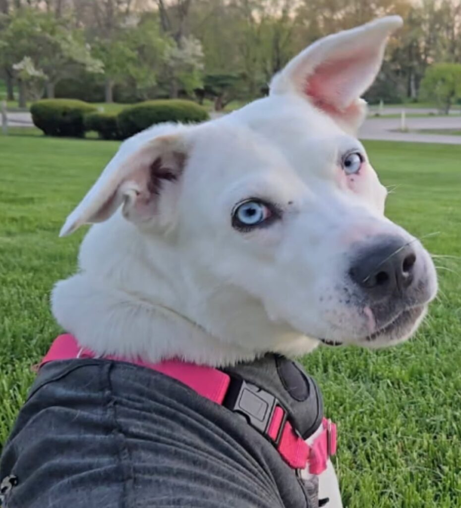 Daily Dog