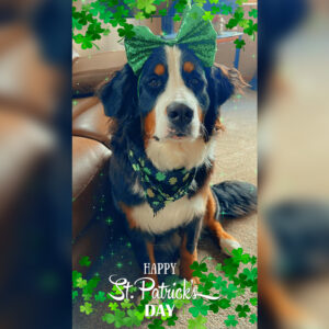 Daily Dog