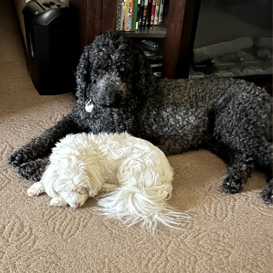 Daily Dog