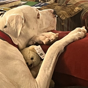 Daily Dog