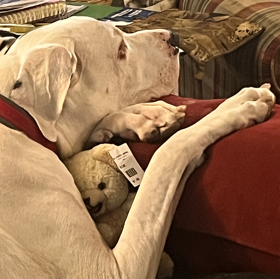 Daily Dog