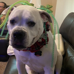 Daily Dog