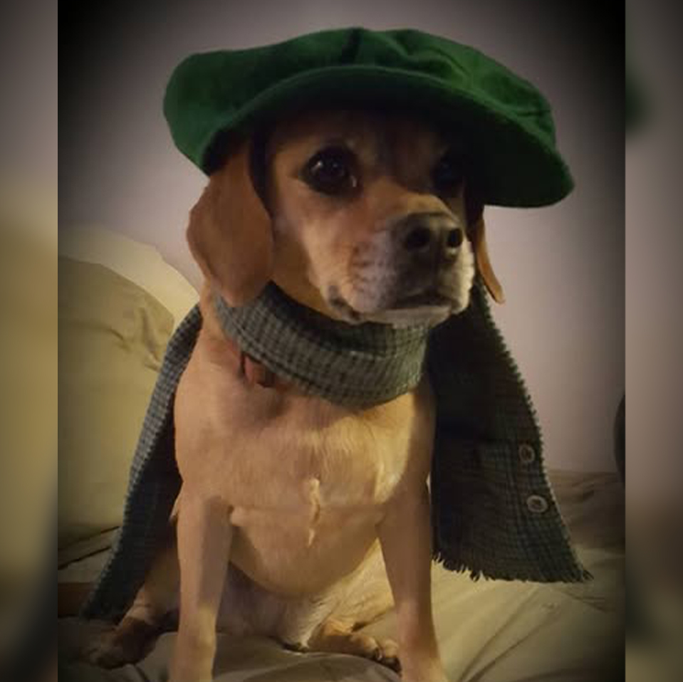 Daily Dog
