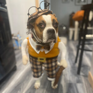 Daily Dog