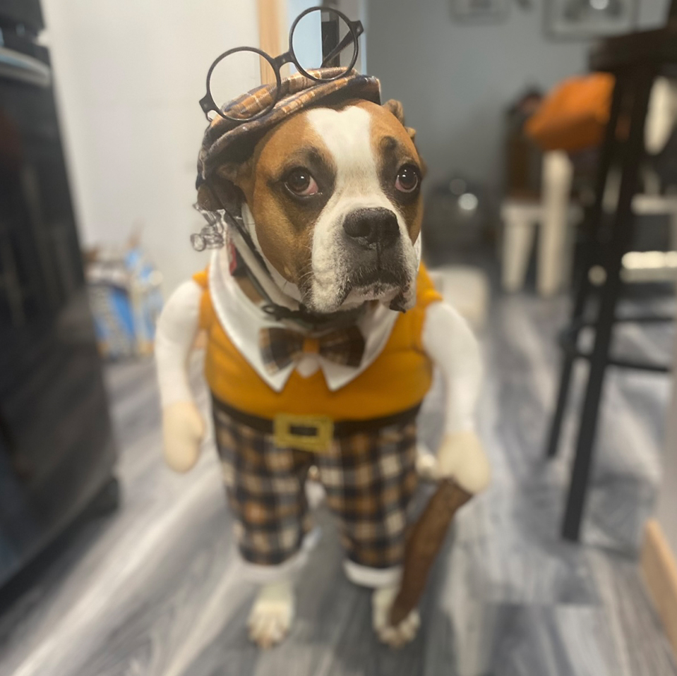 Daily Dog