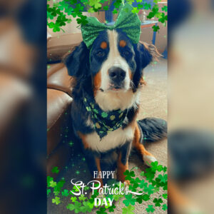 Daily Dog