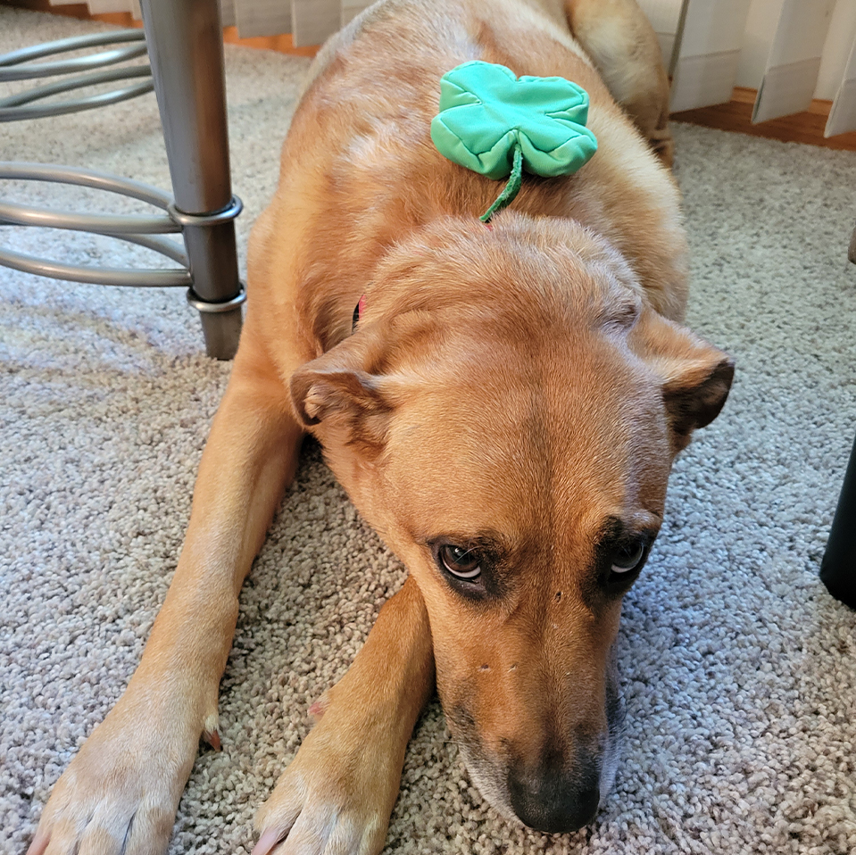 Daily Dog